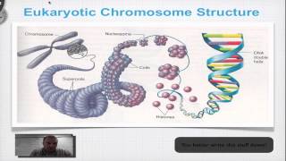 Chapter 12A Part 3  DNA Double Helix Structure [upl. by Ellekram]