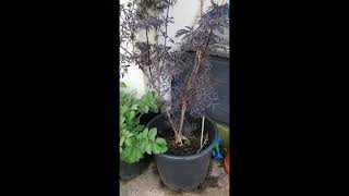 Black Elder Sambucus Plant  Sambucus nigra Black Lace [upl. by Darahs]