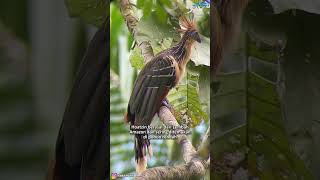 Hoatzin Burung unik yang memiliki cakar di sayapnya seperti dinosaurus  shorts shortsvideo [upl. by Itagaki]