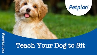 How To Teach Your Puppy To Sit  Puppy Training Tips  Petplan [upl. by Naellij]