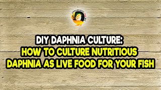 DIY Daphnia Culture How to Culture Nutritious Daphnia as Live Food for Your Fish [upl. by Teplica]