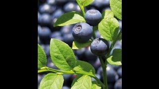 What Are The Health Benefits of Bilberry Tea [upl. by Poyssick]