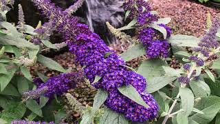 Pugster Butterfly Bush [upl. by Nodnil119]