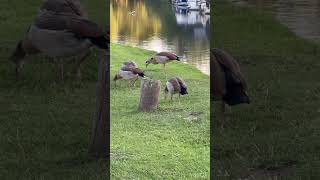 The Egyptian Geese  Alopochen aegyptiaca Stoke Lock Guildford Surrey England [upl. by Vtarj]