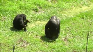 Chimpanzee Fight in the Oklahoma City Zoo [upl. by Nek]