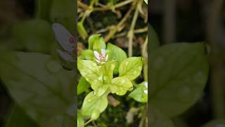 Common chickweed a species of Chickweeds photography shorts macro viral nature flowers [upl. by Nnel]