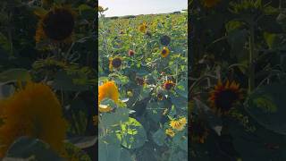 Teddy bear sunflower  sunflower field  Rhossili  28 July 24 [upl. by Kavita]