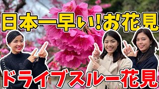 【日本一早いお花見】八重岳の桜をお届けいたします♫【沖縄北部】 [upl. by Naoh]