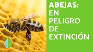 Las ABEJAS en PELIGRO de EXTINCIÓN [upl. by Janet936]