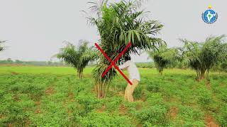 Oilpalm 2018 Intercrops [upl. by Ttsepmet419]