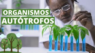 ¿Qué son los ORGANISMOS AUTÓTROFOS Características y ejemplos🌳 [upl. by Annaert354]