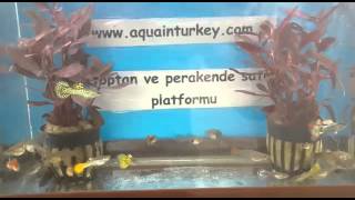 Aquainturkey Alternanthera Sessilis amp 34 cm Lepistes [upl. by Ahtebat353]