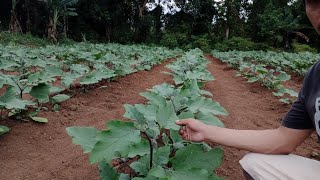 Eggplant calixto f1 update silip na rin sa ibang tanim [upl. by Filahk117]