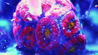 Acanthastrea eating Goldpods  Coral timelapse [upl. by Josefina]