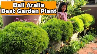 Ball Aralia Complete Care  Best Landscaping Plant  അരേലിയ പരിചരണം [upl. by Leschen]