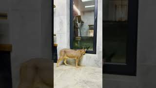 Самое доброе видео с каракалами 😹The kindest video with caracals 😹 [upl. by Capwell]