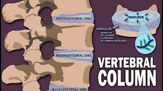 VERTEBRAL COLUMN ANATOMY 12 [upl. by Normie]