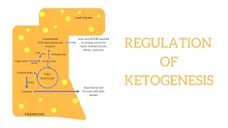 Biochemistry  Regulation of Ketogenesis [upl. by Siramed]