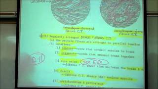 HISTOLOGY CONNECTIVE TISSUES Part 1 by Professor Fink [upl. by Eidderf]