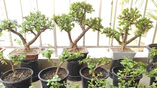 Jade Plant Care amp Bonsai Making Tips [upl. by Ennael905]