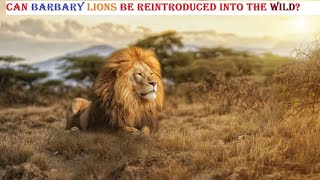 Will Barbary Lions Be Reintroduced To The Wild [upl. by Narhet]