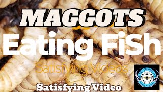 Maggots BSF Black Soldier Fly Larvae eating 4 Tilapia Fishchickenbsf blacksoldierfly [upl. by Ydnyl]