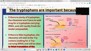 Mastering the Operon Model Part 2  Detailed Explanation operonmodel [upl. by Yesmar]