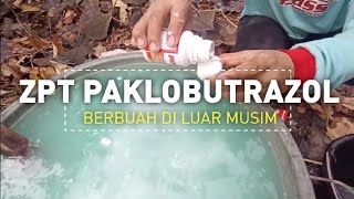 APLIKASI PAKLOBUTRAZOL 250 SC UNTUK TANAMAN JAMBU CITRA [upl. by Katsuyama818]