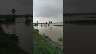 Flood Murshidabad WB Inundated rain shorts trending [upl. by Haras]