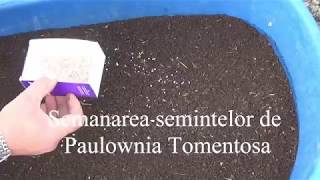 Semanarea semintelor de Paulownia Tomentosa  Planting Paulownia seeds  Green House [upl. by Etirugram]