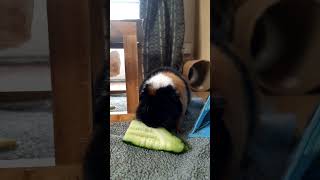 Guinea pig munching cucumber [upl. by Obeng]