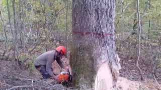 ABATTAGE DU PLUS GROS CHÊNE DE LA COUPE STIHL MS 661C [upl. by Banwell]