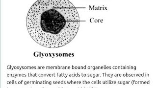 Glyoxysomes structure and functions [upl. by Rochkind]