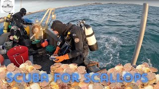 Collecting Scallops from outside St Peter Port harbour 2024 [upl. by Garretson707]