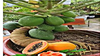 Papaya fruit with Alovera fast workings [upl. by Galatia]