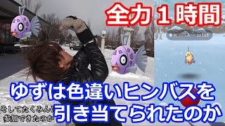 ヒンバスイベントを全力で１時間駆け抜けた結果【ポケモンGO】 [upl. by Ahsanat308]