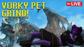 🐲 Vorky Grind🐲 Mahano OSRS Adventures [upl. by Ahouh]