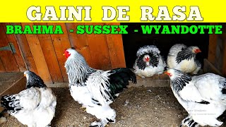 Găini de rasă la quotFerma cu de toatequot 🐓🐔🐥 În vizită la Alex din Tulnici [upl. by Yrac596]