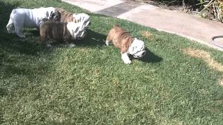 English Bulldog Puppies with Dad 8 weeks old [upl. by Yenots69]