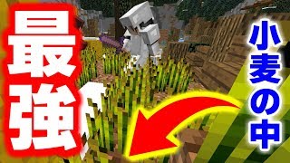 【マインクラフト】動物ハントで小麦畑の中が最強だった件ｗｗｗ【マイクラ実況】 [upl. by Stamata]