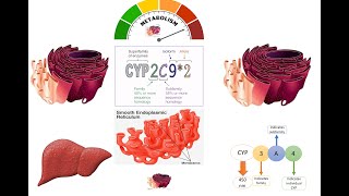 Cytochrome P450  Cytochrome P450 for Xenobiotic Metabolism in Smooth Endoplasmic Reticulum SER [upl. by Flan]