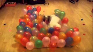 Mila Jack Russell Terrier vs 100 balloons in 24s [upl. by Lamaj123]