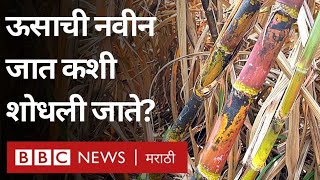 Sugarcane Research ऊसाचं उत्पन्न आणि साखरेचा उतारा वाढवणारी CO 86032 सारखीच ऊसाची नवीन जात येणार [upl. by Annaoj631]