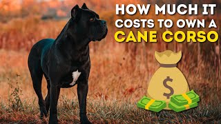 How Much It Costs To Own a Cane Corso [upl. by Nnairret]