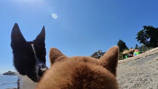 Dog filming her own Vlog  Shiba Inus Point of View [upl. by Diley910]