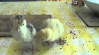 Turkey poult 2 days old [upl. by Aynatan]