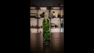 Shaoxing Rice Wine Bottle Terrarium  Quick Build shorts [upl. by Xenophon]