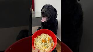 Best Healthy Food Recipe For My Dog doglover lucky [upl. by Eldreda]