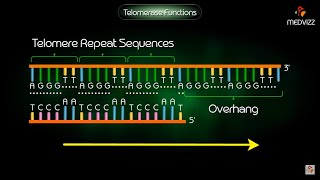 Telomerase Function  Animation [upl. by Cornel]