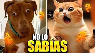 10 Curiosidades sobre Animales [upl. by Evilc]